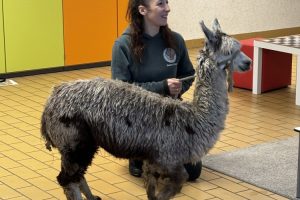 Alpaka Hope Besuch 1 Alpaka Hope Besuch 1