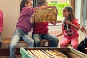 Bienen - 3